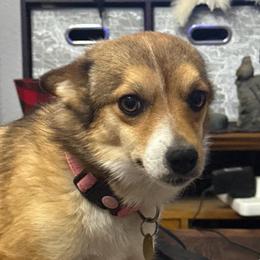 Princess - Norwegian Lundehund