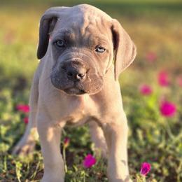 Cane Corso Puppies from HOUSE OF HALL CANE CORSOS