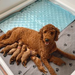 Goldendoodle Puppies from Doodle Paws Az