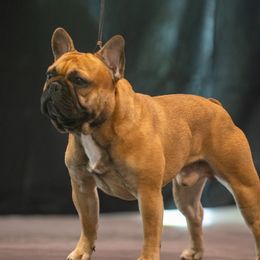 Dozer - French Bulldog
