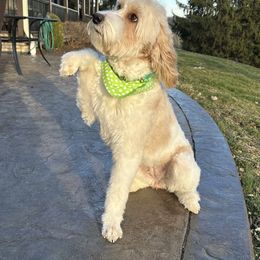 Double Doodle and Goldendoodle Puppies from Ohio Designer Doodles