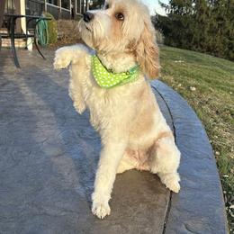 Double Doodle and Goldendoodle Puppies from Ohio Designer Doodles