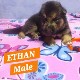 Ethan Orange Collar - Black and red male German Shepherd puppy in Bedias, Texas from TiPi S Ranch's German Shepherds