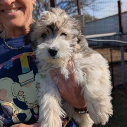Dale - Tri-color male Coton de Tulear puppy in Mead, Oklahoma from Bar W Cotons
