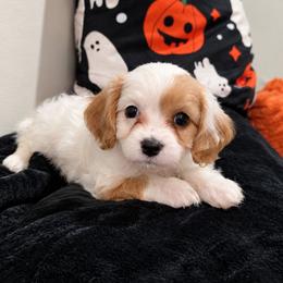 Pink- Cinnamon - female Cavapoochon puppy in Kountze, Texas from CaviCajun Kennels