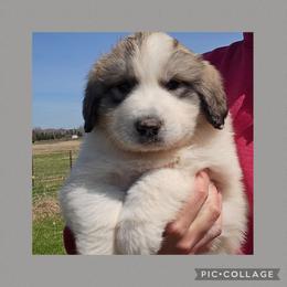 SAOIRSE- grey collar - White and badger female Great Pyrenees puppy in Mikado, Michigan from Brittain Family Farm