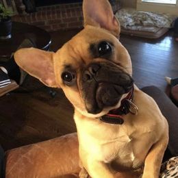 French Bulldog All Grown Up from De-Jon Frenchies