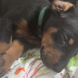 Big Green - Blue and rust male Doberman Pinscher puppy in Buffalo, New York from NY Dobermans