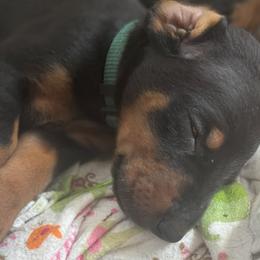Big Green - Blue and rust male Doberman Pinscher puppy in Buffalo, New York from NY Dobermans