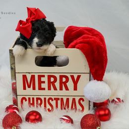 Sheepadoodle Puppies from The Farms Precious Doodles