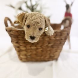 Goldendoodle Puppies from Proctor’s Petite Goldendoodles