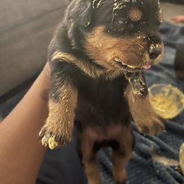 Rottweiler Puppies from Vom Allegiance Haus