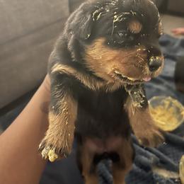 Rottweiler Puppies from Vom Allegiance Haus