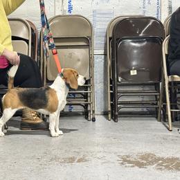 Beagle All Grown Up from Knappogue Beagles