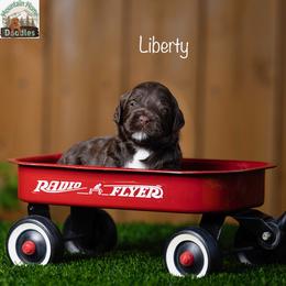 Liberty - Chocolate female Australian Labradoodle puppy in Cashmere, Washington from Mountain Home Doodles