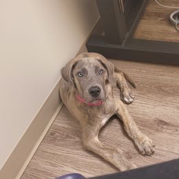 Great Dane Puppies from Grant’s Gorgeous Greats