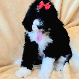 Junebug - Black and white female Sheepadoodle puppy in Heyburn, Idaho from Royal T Acres