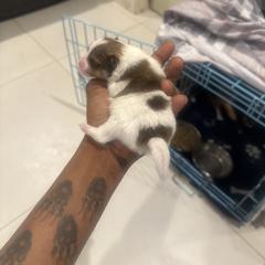 Pomeranian Puppies from Exotic Poms