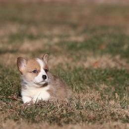 Blossom - Red female Pembroke Welsh Corgi puppy in Morgantown, Pennsylvania from Goldstar Puppies (License Number 18519)
