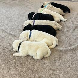 Swatara Creek Labradors LLC - Yellow female Labrador Retriever puppy in Jonestown, Pennsylvania from Swatara Creek Labradors LLC
