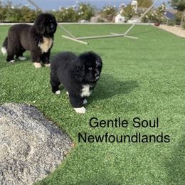 Newfoundland puppies from Gentle Soul Newfoundlands