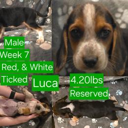 Luca Green Male - Black red and white male Beagle puppy in Bemidji, Minnesota from Nse Farms Beagles