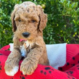 Red Collar boy - Rome (France) - Red  male Goldendoodle puppy in West Sacramento, California from Pomegranate Doodles