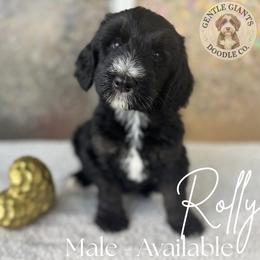Rolly - Tri-color male Bernedoodle puppy in Fort Pierce, Florida from Gentle Giants Doodle Co.