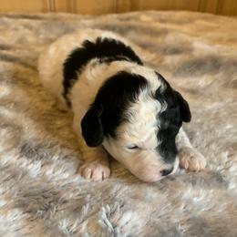 Harley - Parti female Poodle puppy in Haddam, Kansas from Golden B Acres