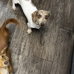 Dachshunds from Irlbeck Farm