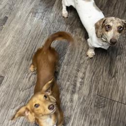 Dachshunds from Irlbeck Farm