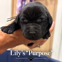 Purpose - Black male Labrador Retriever puppy in Baldwin City, Kansas from Hedge Lane Labradors