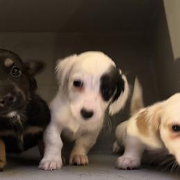 Dachshund Puppies from Libby’s Legacy Doxies LLC