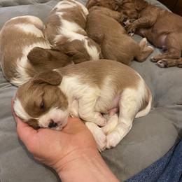 Cavalier King Charles Spaniel Puppies from Heart of a Cavalier