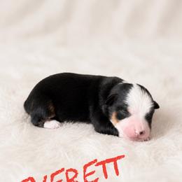 Everett - Black tri female Toy Australian Shepherd puppy in Sanger, California from Flying M Cactus Ranch Buddies