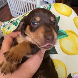 Pepper's Smooth Chocolate 'n Tan 3250 - Chocolate and tan female Dachshund puppy in Ocala, Florida from Island Farms Mimi’s Dachshunds Florida