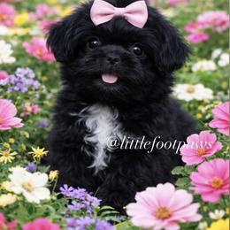 Cookies n Cream - Black and white female Shih Tzu puppy in Texas from Little Foot Paws 🐾