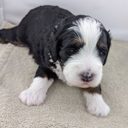 Bernedoodle Puppies from Mountain Top Bernedoodles