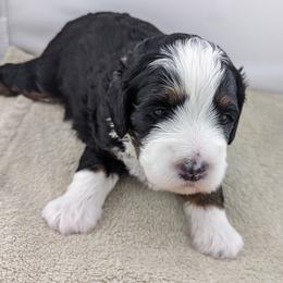 Bernedoodle Puppies from Mountain Top Bernedoodles