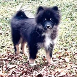 Sonny - Tri-colored male Pomeranian puppy in Burton, Michigan from Ranger's Pomeranians