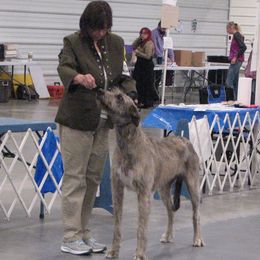 Irish Wolfhounds from Faolan Irish Wolf Hounds