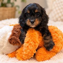 Wanda - Scarlet Witch - Tri-color female Cavapoo puppy in Austin, Texas from Haus of Doodles