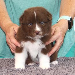Valor - Red & white male Australian Shepherd puppy in Marshall, Indiana from Larkwood Australian Shepherds