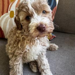 Expo - Caramel cream female Labradoodle puppy in Camden, North Carolina from Oopsie Doodles of NC