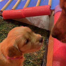Girl 1 - Golden Golden Retriever puppy in Peekskill, New York from Storm King Golden Retrievers