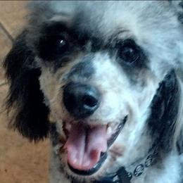 Pepper retired - Gray female Poodle puppy in East Providence, Rhode Island from Marta's Cavaliers