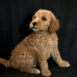 Goldendoodles from Allthepoodle