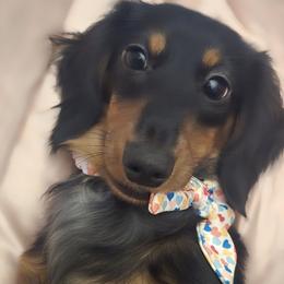 Laney - Dachshund