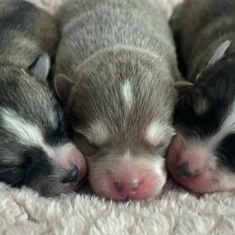 Cloud - Blue female Pomsky puppy in Uintah County, Utah from Bingo's Wolfhounds, Lollipop Pomskies