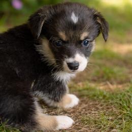 Diamond - Tri Girl - Black and tan female Pembroke Welsh Corgi puppy in Griffin, Georgia from Rollnoaks & Cottontail AKC Pembroke Welsh Corgis